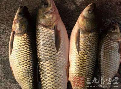 青鱼吃瓜吗,它们真的会吃瓜吗？