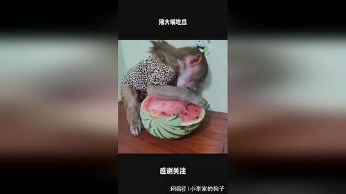 吃瓜大嘴段子,揭秘娱乐圈幕后趣闻