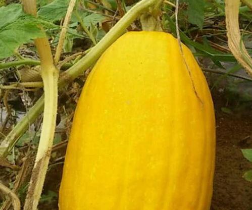 金色的瓜怎么吃,金色瓜果的多样食法探索