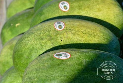 洮南吃瓜,探寻东北特色美食之旅