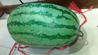 云浮吃大瓜,大瓜盛宴，味蕾之旅