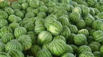 梦见在西瓜地里买瓜吃瓜