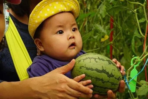 黄颜色吃瓜群,揭秘网络社交背后的趣味与争议