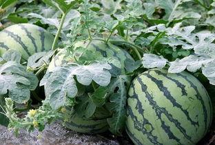 瓜地吃瓜文章,揭秘瓜农的甜蜜生活与丰收喜悦