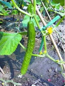 刺瓜吃方,探寻古老食材的现代养生之道
