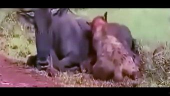 吃货吃瓜视频在线观看,揭秘吃瓜达人在线观看攻略