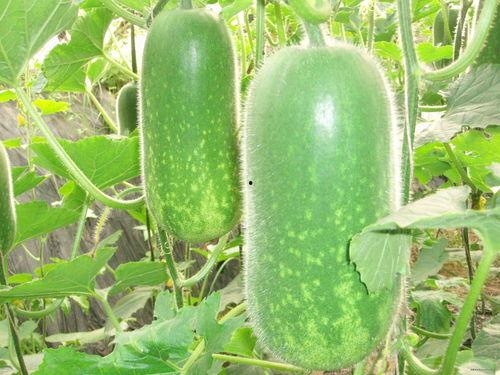 桓台一中吃瓜,吃瓜群众揭秘校园热点事件