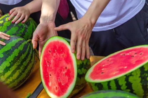 湛江财贸学校吃瓜,揭秘校园里的“瓜田”趣事