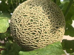 吃瓜熟蜂蜜视频