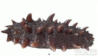 刺参瓜可以吃吗,可食用还是观赏佳品？揭秘其食用价值与观赏魅力