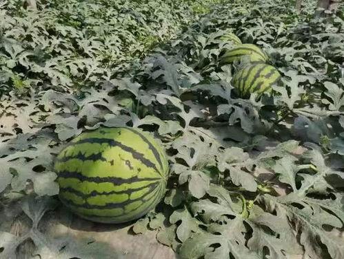 寿光泰华吃瓜,一场吃瓜盛宴背后的故事