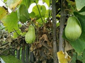 土耳瓜几月吃,土耳其瓜的最佳食用季节概述