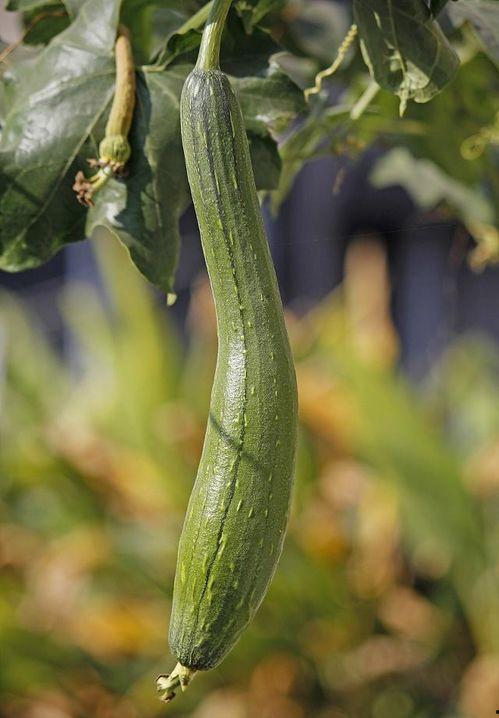 吃瓜不问价,轻松享受美食的秘诀