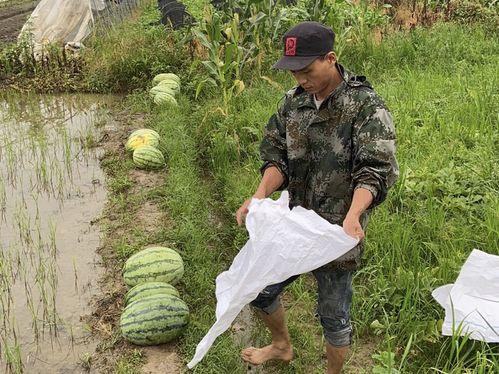 乡镇干部吃瓜,揭秘基层干部的休闲时光