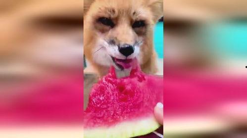 吃瓜狐,揭秘娱乐圈背后的那些事儿