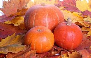 吃鼠瓜怎么吃效果最好呢,吃鼠瓜的最佳食用方法与效果解析