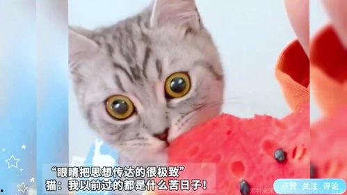 吃瓜西瓜猫,揭秘瓜界萌宠的趣味生活